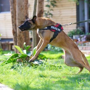 guard-dog-3494494_640